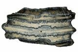 Mammoth Molar Slice With Case - South Carolina #349985-1